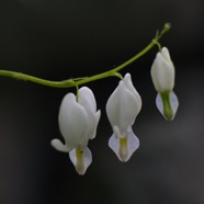 IMG_1357.jpg