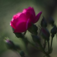 IMG_1977.jpg