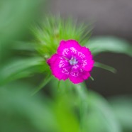 IMG_2089.jpg