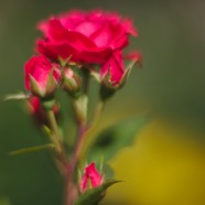 IMG_2548.jpg