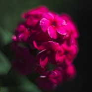 IMG_2588.jpg