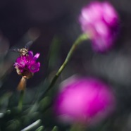 IMG_2603.jpg