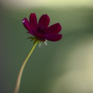 IMG_2612.jpg