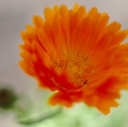 IMG_2616.jpg