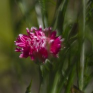 IMG_2618.jpg