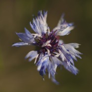 IMG_2638.jpg
