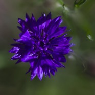 IMG_2642.jpg
