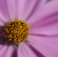 IMG_2645.jpg