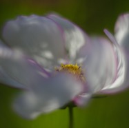 IMG_3350.jpg