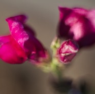 IMG_3371.jpg