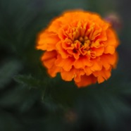 IMG_3378.jpg