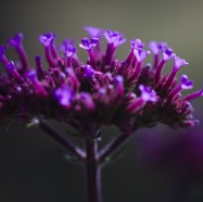 IMG_3425.jpg
