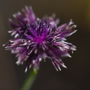IMG_3427.jpg