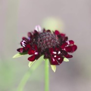 IMG_4159.jpg