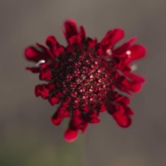 IMG_4169.jpg
