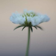 IMG_4187.jpg
