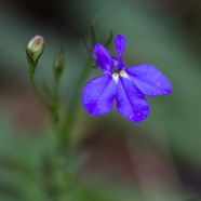 IMG_4626.jpg