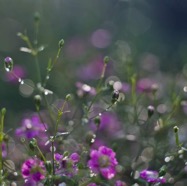 IMG_4734.jpg