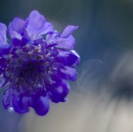 IMG_4785.jpg