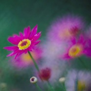 IMG_6172.jpg