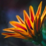 IMG_6182.jpg