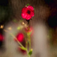 IMG_6637.jpg