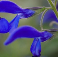 IMG_7252.jpg
