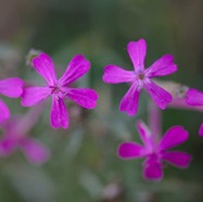 IMG_7258.jpg