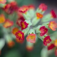 IMG_9079.jpg