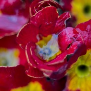 IMG_9187.jpg