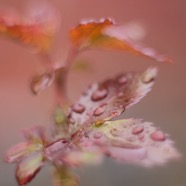IMG_9245.jpg
