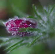 IMG_9277.jpg