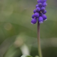 IMG_9305.jpg