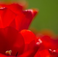 IMG_9462.jpg