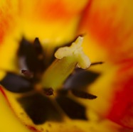 IMG_9518.jpg