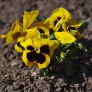IMG_9723.jpg